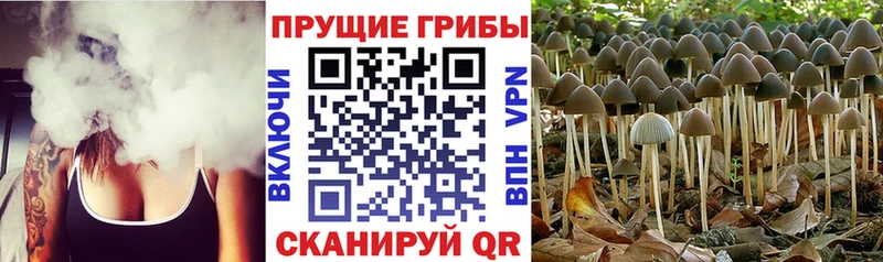 Галлюциногенные грибы прущие грибы  blacksprut   Гусев 